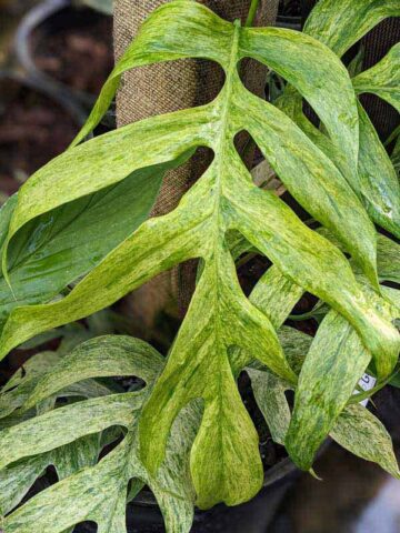 Epipremnum Pinnatum Mint Plant