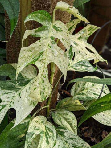 Alternative view of Epipremnum Pinnatum Marble Variegated