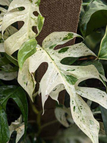 Epipremnum Pinnatum Marble Variegated