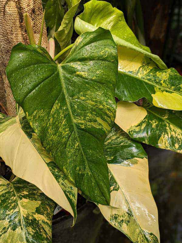 Philodendron Domesticum Variegatum Plant