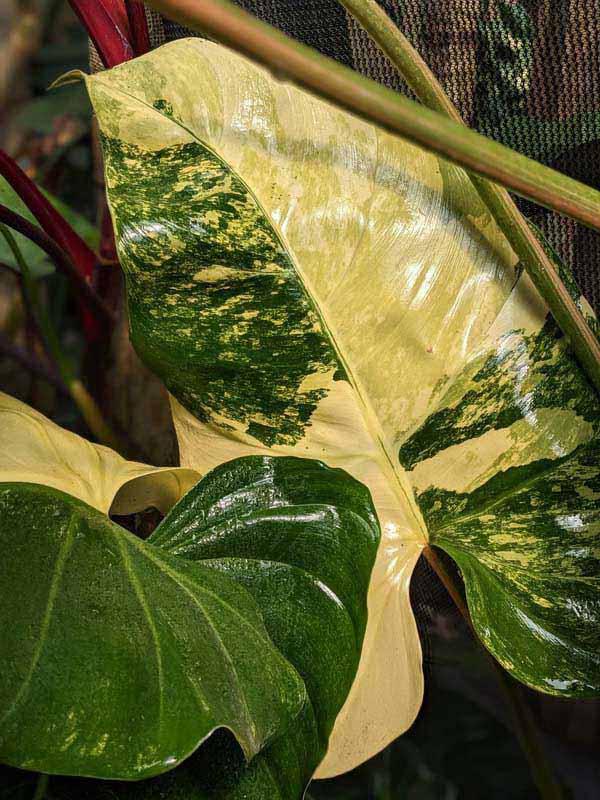 Philodendron Domesticum Variegatum Plant - Image 3