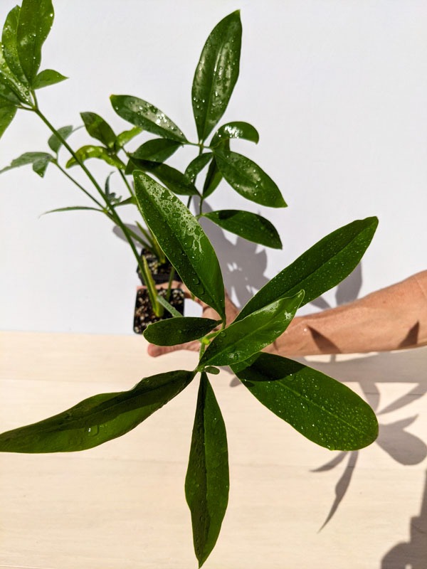 Philodendron Goeldii Hawaiian Finger Leaf Plant - Image 11