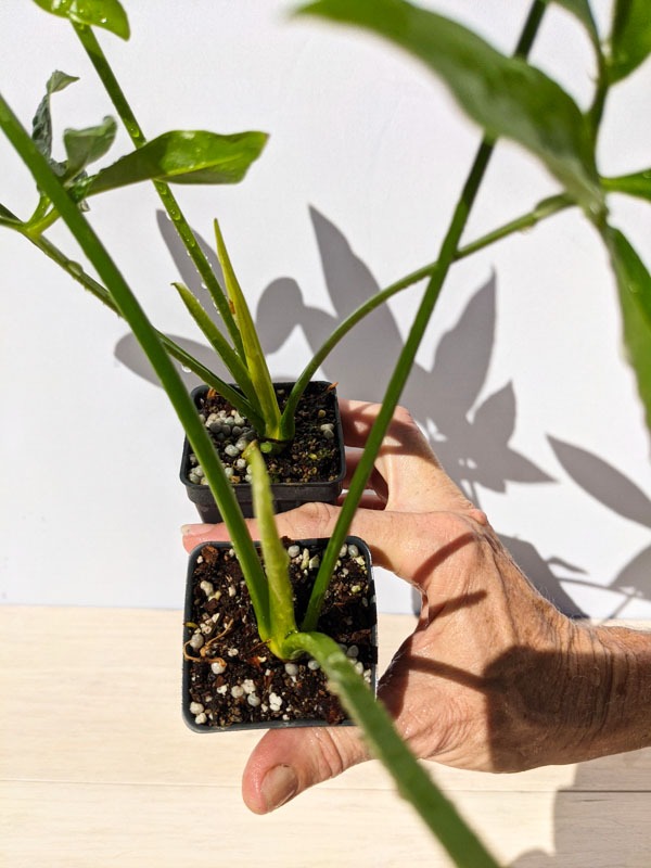 Philodendron Goeldii Hawaiian Finger Leaf Plant - Image 12