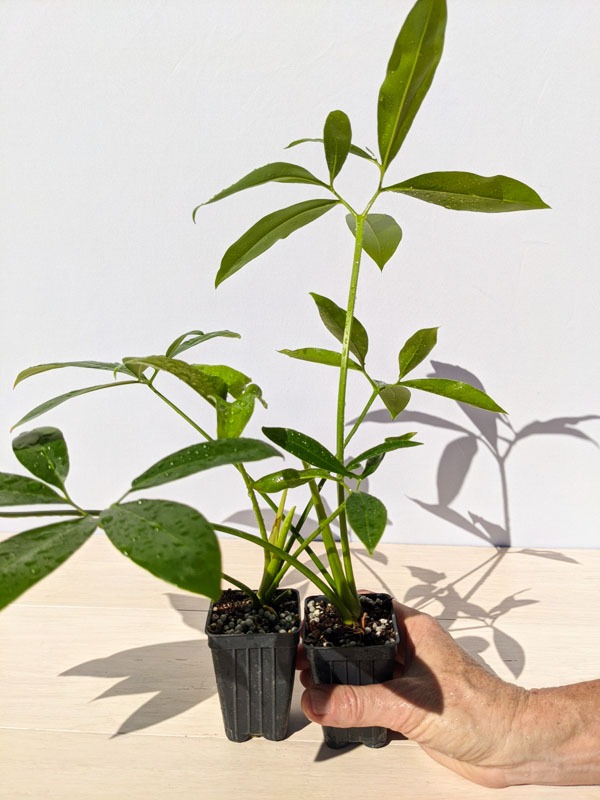 Philodendron Goeldii Hawaiian Finger Leaf Plant - Image 14