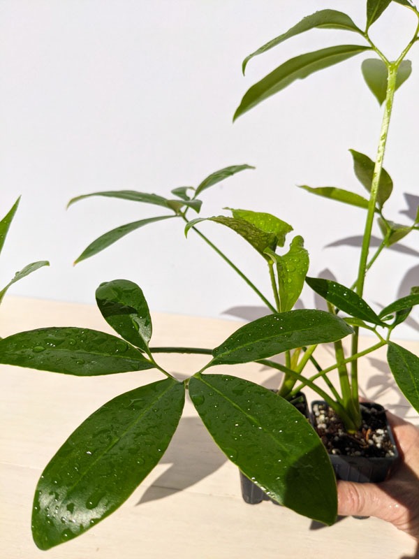Philodendron Goeldii Hawaiian Finger Leaf Plant - Image 15