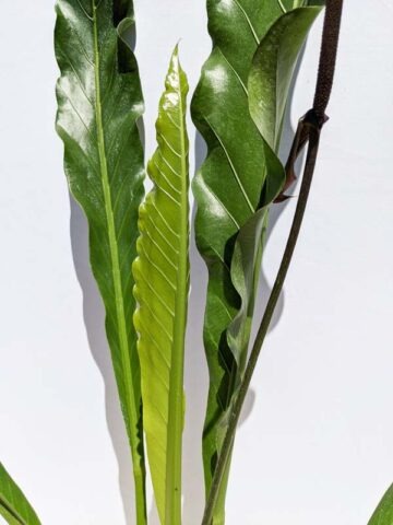 Alternative view of Anthurium Barklee Plant