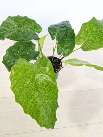 Lg. Spicimen Calathea Musaica Plant