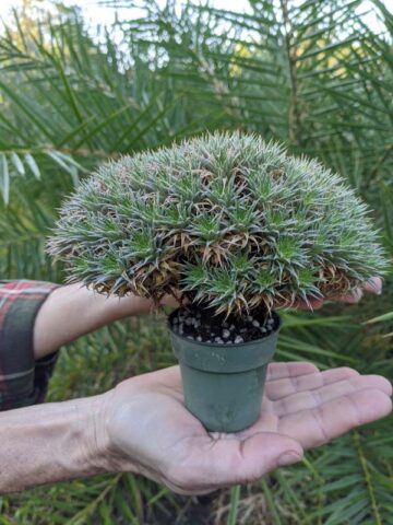 Little Desert Fairy Bush (abromeitiella brevifolia) - Image 6