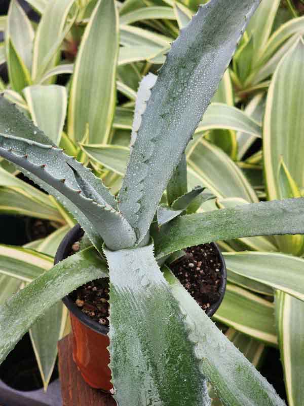 Lg. Giant Steel Blue Agave Plant (agave americana sp)  UrbanTropicals