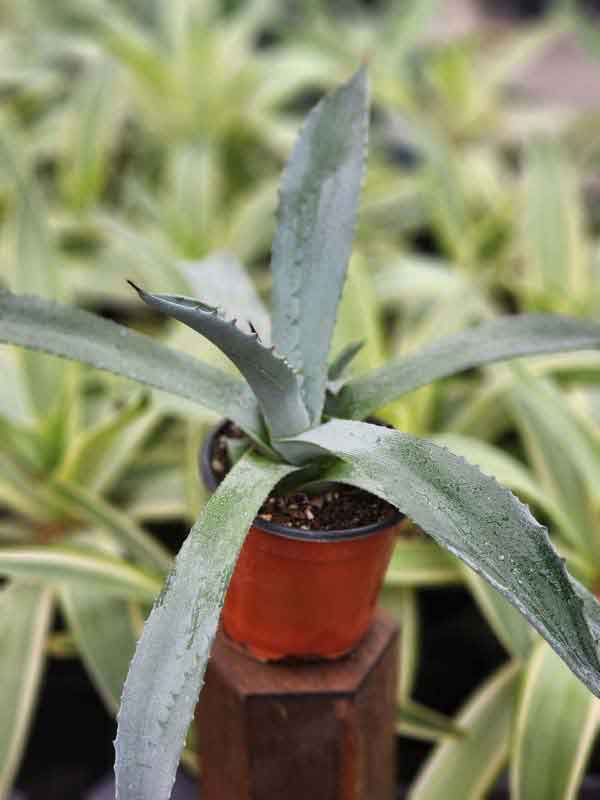 Lg. Giant Steel Blue Agave Plant (agave americana sp)