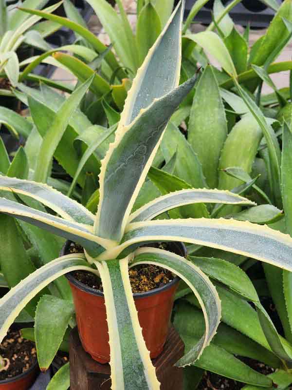 Lg. Showy Giant Matsumoto Agave Plant (agave americana sp) - Image 5