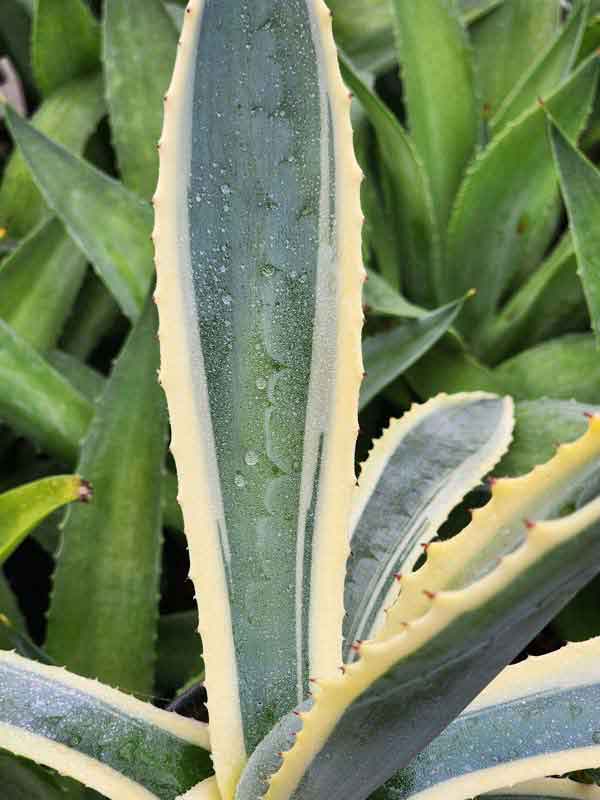 Lg. Showy Giant Matsumoto Agave Plant (agave americana sp) - Image 4