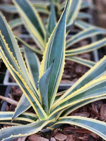 Lg. Yellow Serpent Century Plant Agave Plant (agave americana marginata)   UrbanTropicals