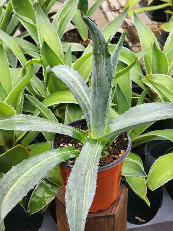 Lg. Striata Las Vegas Silver Agave Plant (agave americana sp) - Image 7