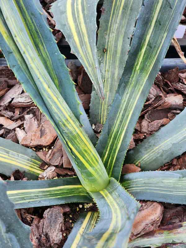Lg. Striata Las Vegas Silver Agave Plant (agave americana sp) - Image 3