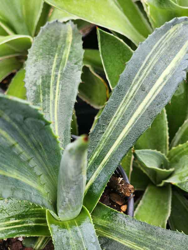 Lg. Striata Las Vegas Silver Agave Plant (agave americana sp) - Image 6