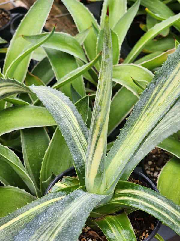 Lg. Striata Las Vegas Silver Agave Plant (agave americana sp) - Image 5