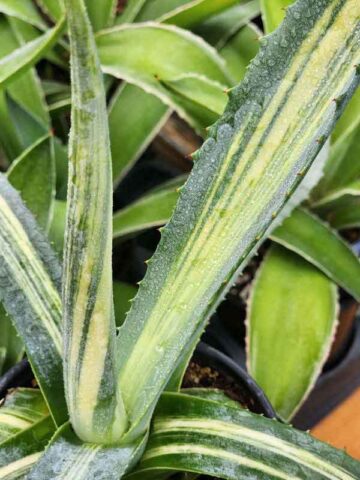 Lg. Striata Las Vegas Gold Strike Agave Plant (agave americana sp)