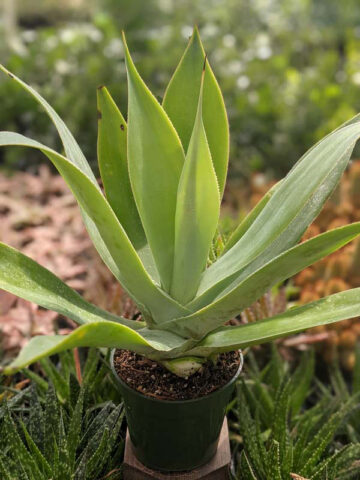 Lg. Soft Thornless Fox Tail Agave Plant (agave attenuata) - Image 8