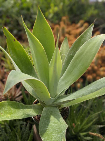 Lg. Soft Thornless Fox Tail Agave Plant (agave attenuata) - Image 6