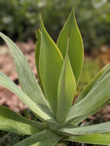 Lg. Soft Thornless Fox Tail Agave Plant (agave attenuata) - Image 7