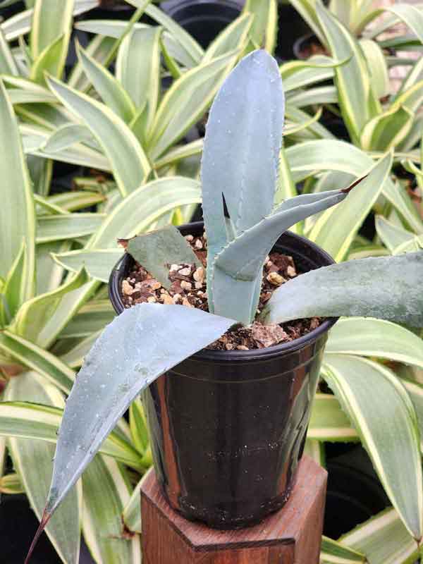 Lg. Giant Blue Scepter Agave Plant (agave sp) - Image 3