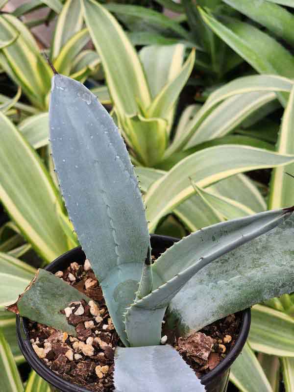 Lg. Giant Blue Scepter Agave Plant (agave sp) - Image 2