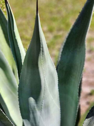 Lg. Giant Blue Scepter Agave Plant (agave sp)