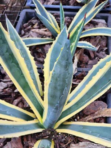 Lg. Cornelius Aurea Marginata Agave Plant (agave americana monstrosa)
