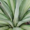 Lg. Soft Leaf Hot Silver #2 Agave Plant (agave desmentiana sp)