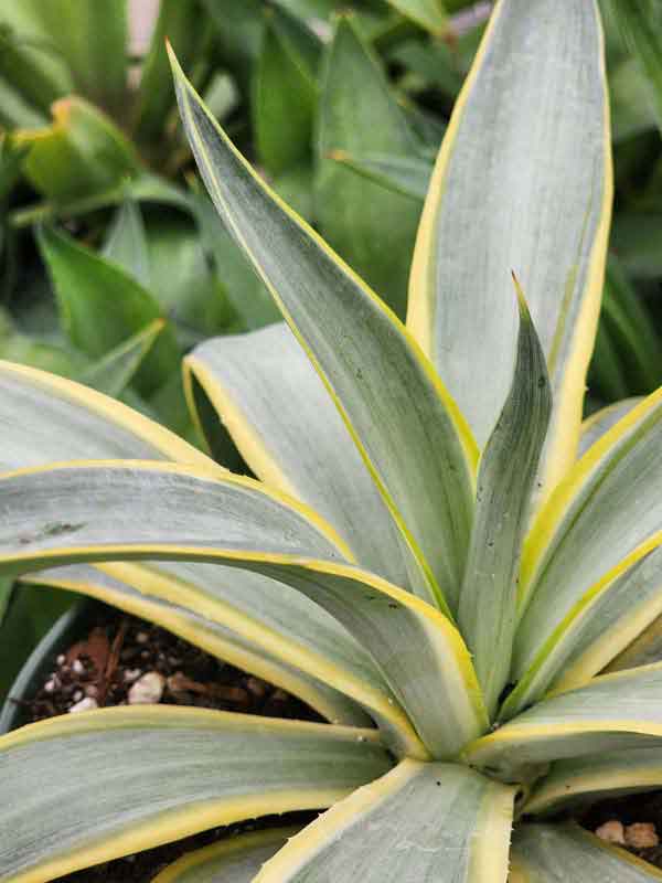 Lg. Soft Leaf Galatic Traveler Agave Plant (agave desmentiana sp)