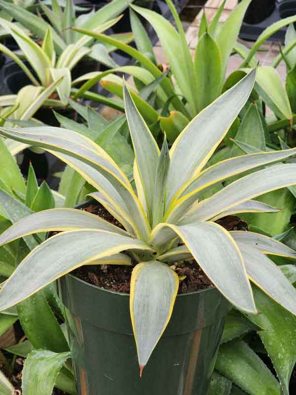 Lg. Soft Leaf Galatic Traveler Agave Plant (agave desmentiana sp) - Image 3