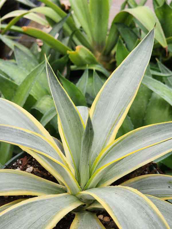 Lg. Soft Leaf Galatic Traveler Agave Plant (agave desmentiana sp) - Image 2