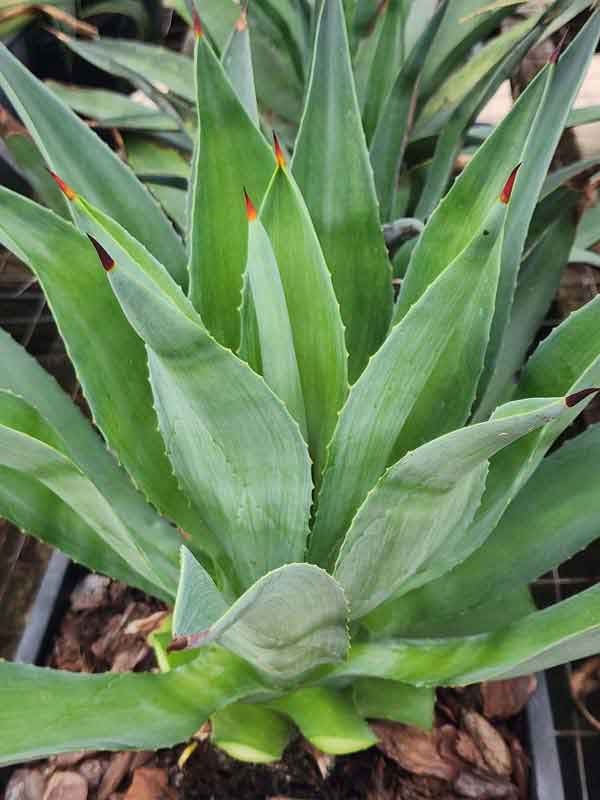 Lg. Soft Leaf Spineless Jade Agave Plant (agave desmentiana sp) - Image 4