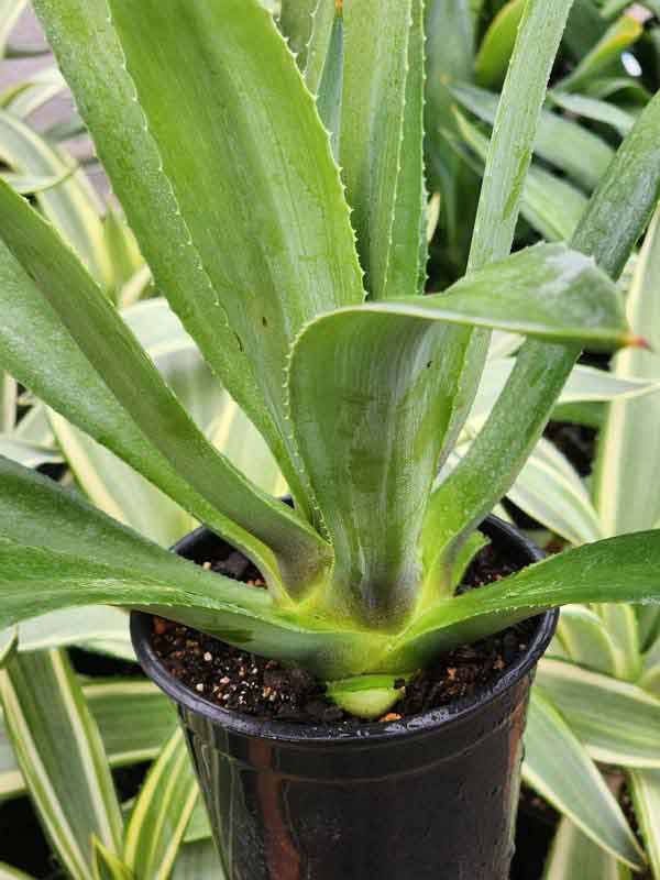 Lg. Soft Leaf Spineless Jade Agave Plant (agave desmentiana sp) - Image 6