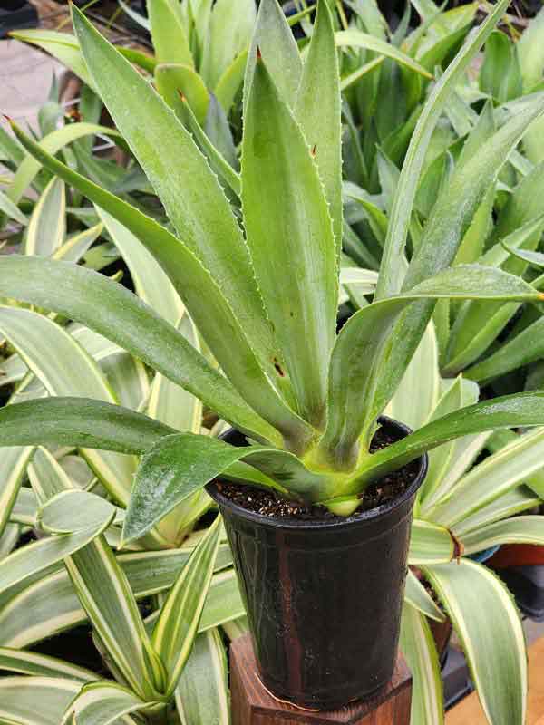 Lg. Soft Leaf Spineless Jade Agave Plant (agave desmentiana sp) - Image 5