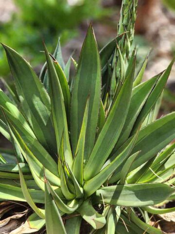 Lg. Lemon Shark Marginata Sharkskin Agave Plant (agave ferdinandi x scabra)