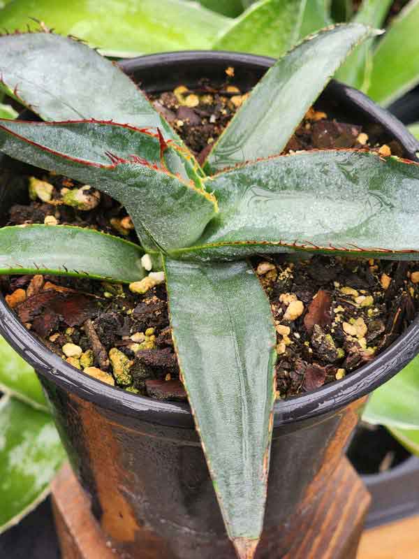 Lg. Huge Gray Sharkskin Agave Plant (agave ferdinandi x scabra) - Image 4