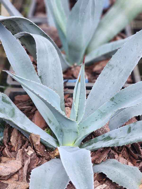 Lg. Gigenta Silver Haze Agave Plant (agave gigantensis)