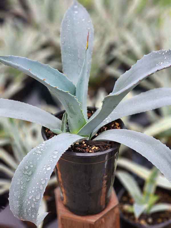 Lg. Gigenta Silver Haze Agave Plant (agave gigantensis) - Image 5