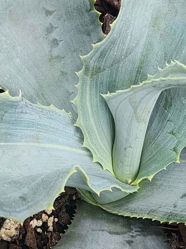 Lg. Eye Catching Lemon Twist Agave Plant (agave gypsophila marginata) - Image 2
