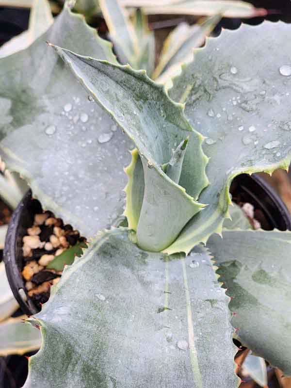 Lg. Eye Catching Lemon Twist Agave Plant (agave gypsophila marginata) - Image 4