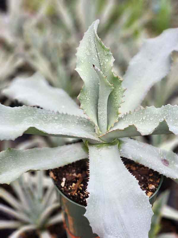 Lg. Wavy Blue Ruffled Leaf Agave Plant (agave gypsophila blue) - Image 4