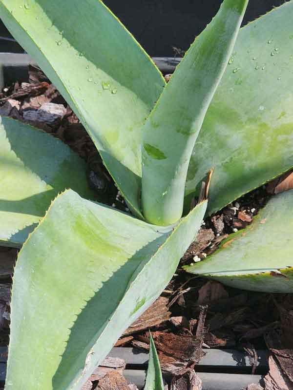 Lg. Thick Leaf Striata Variegated Agave Plant (agave guiengola sp) - Image 2