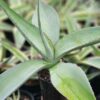Lg. Thick Leaf Striata Variegated Agave Plant (agave guiengola sp)