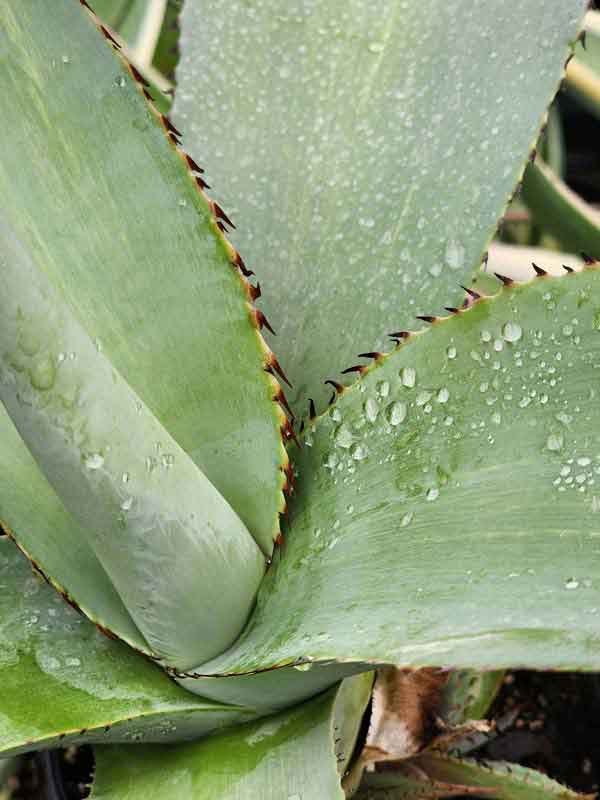 Lg. Thick Leaf Striata Variegated Agave Plant (agave guiengola sp) - Image 3