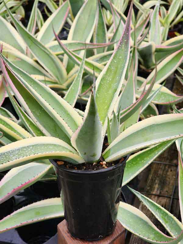 Lg. Creme Brulee Rosette Agave Plant (agave guiengola sp) - Image 5