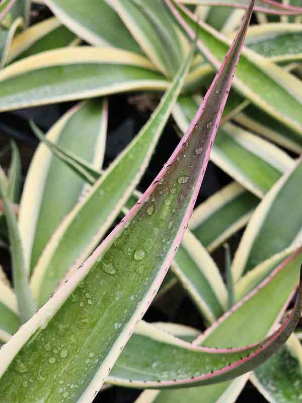 Lg. Creme Brulee Rosette Agave Plant (agave guiengola sp) - Image 4