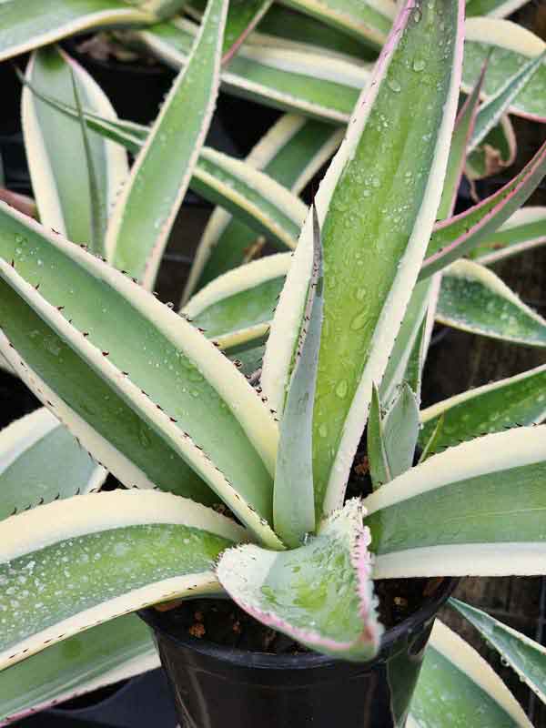 Lg. Creme Brulee Rosette Agave Plant (agave guiengola sp) - Image 2