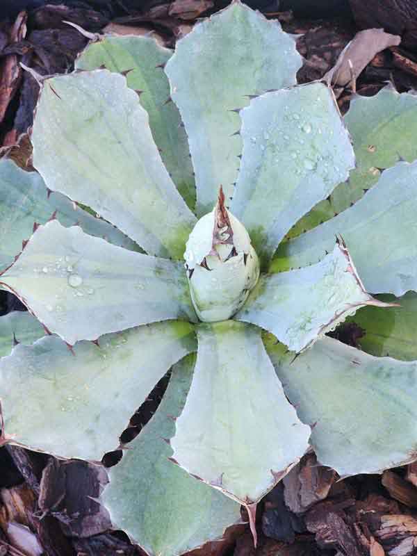 Lg. Nishiki Rosette Kissho Kan Agave Plant (agave potatorum sp)